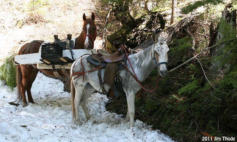 Packwood Lake Trail