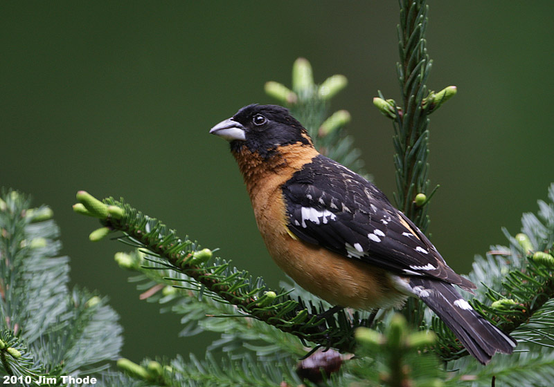 Black-headed Grosbeak