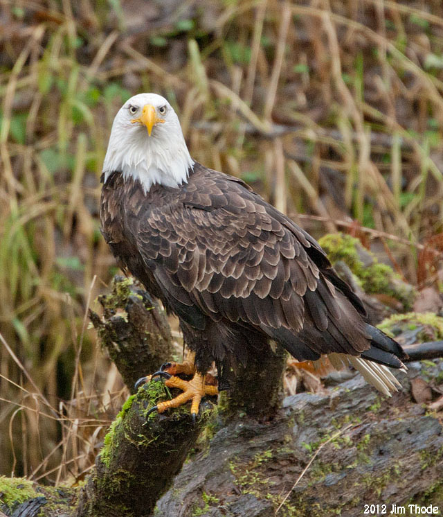 Bald Eagle