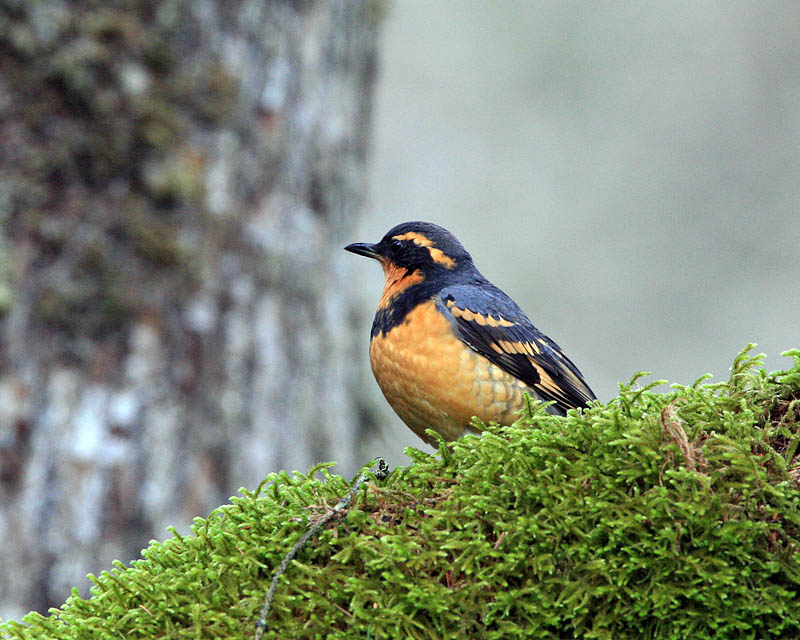 Varied Thrush