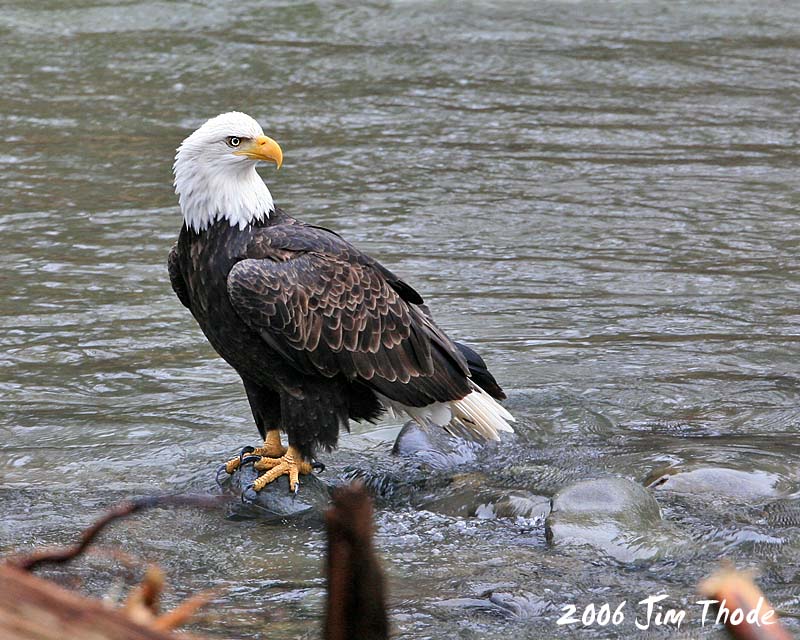Bald Eagle