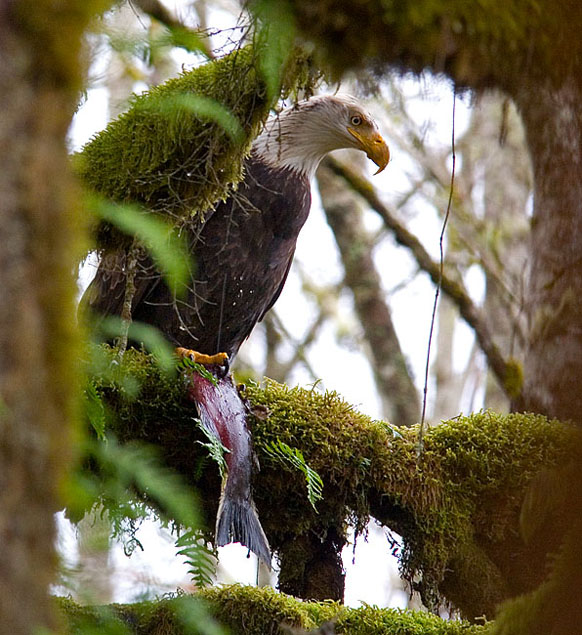 Bald Eagle w/fish