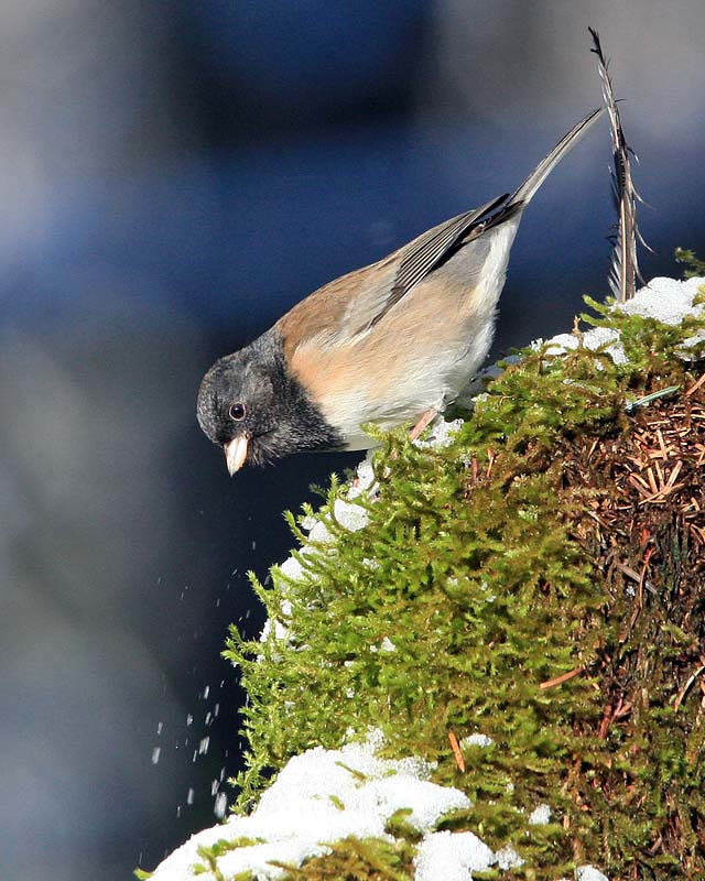 Dark-eyed (Oregon) Junco