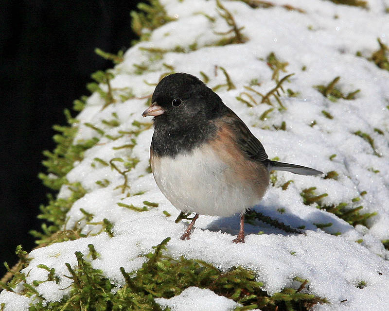 Dark-eyed (Oregon) Junco