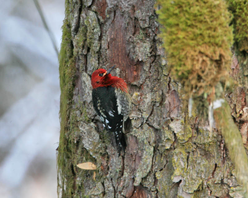 Red-breasted Sapsucker