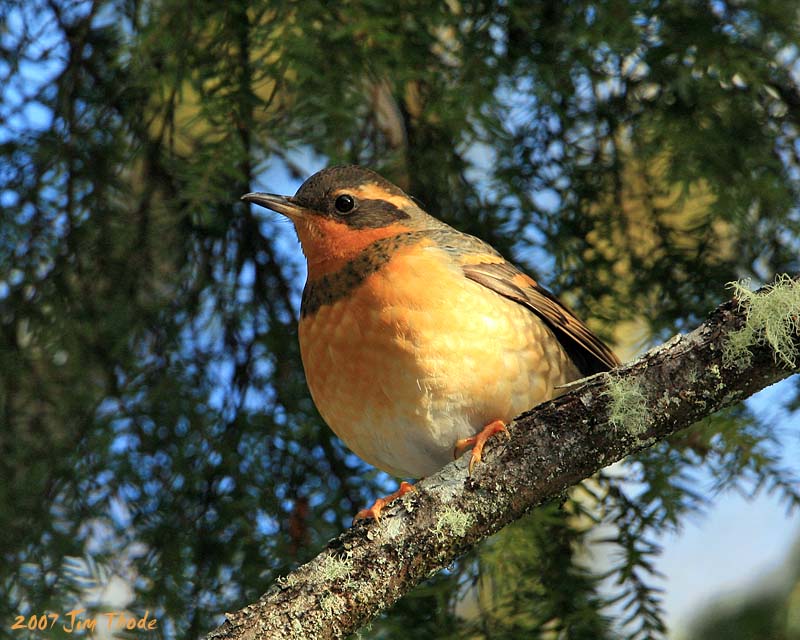 Varied Thrush