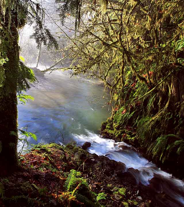 Fog, sun, tree, river, creek & moss