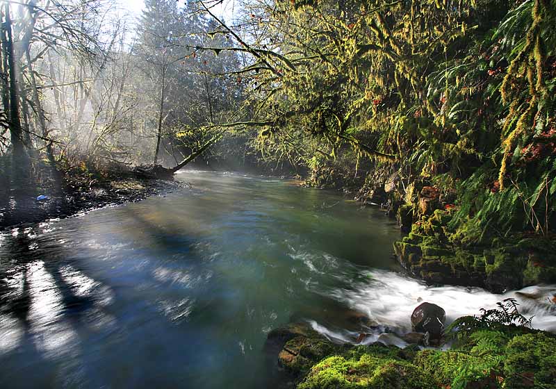 Fog, sun, river, creek & moss (Onlaska)