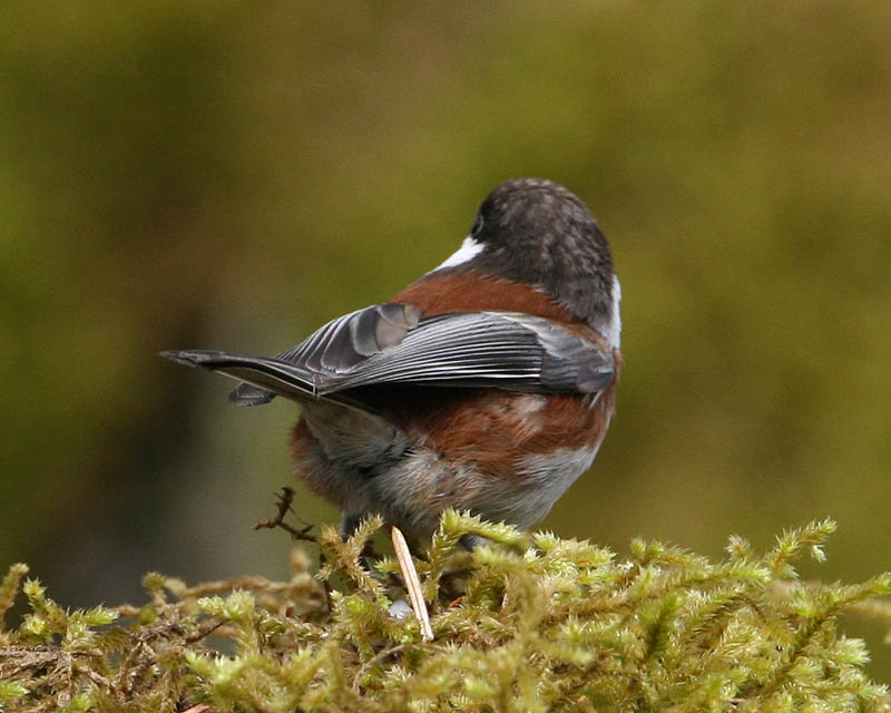 Chestnut-backed Chickadee