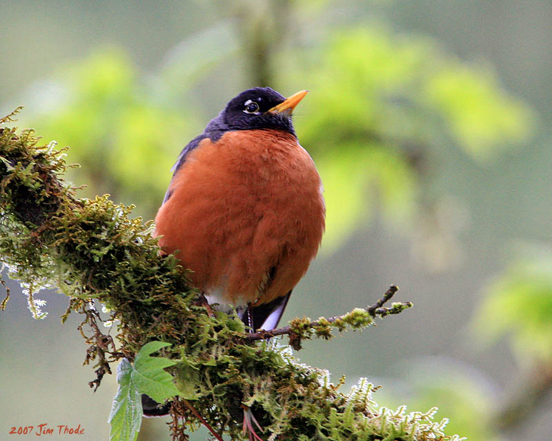American Robin