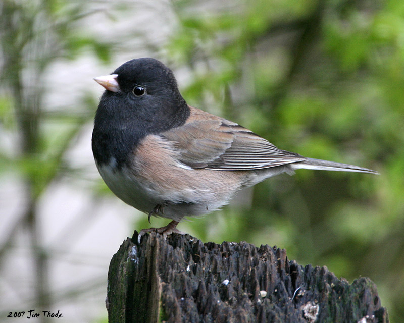 Dark-eyed (Oregon) Junco