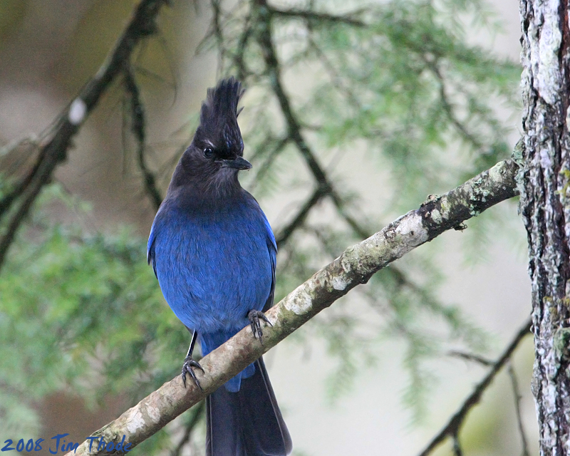 Stellers Jay  (6400 ISO)