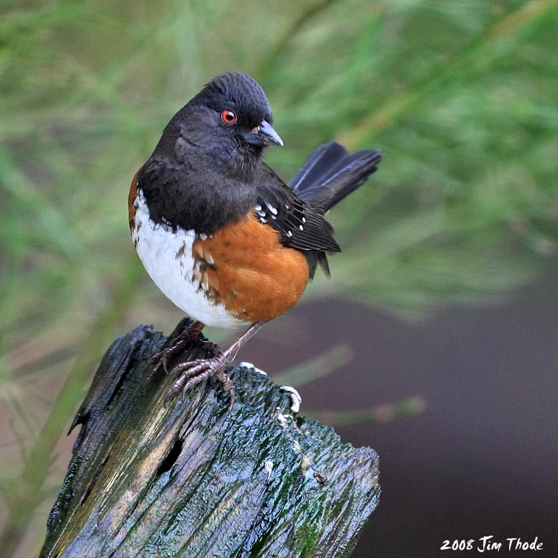 Spotted Towhee