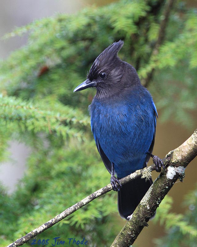 Stellers Jay
