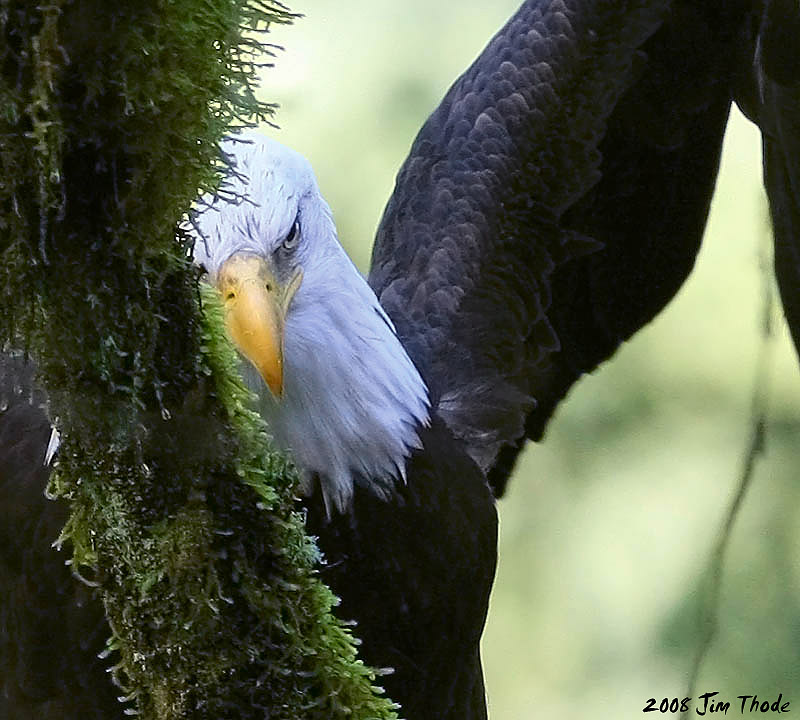 Bald Eagle