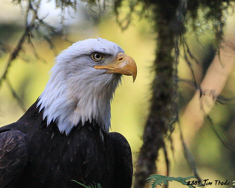 Bald Eagle