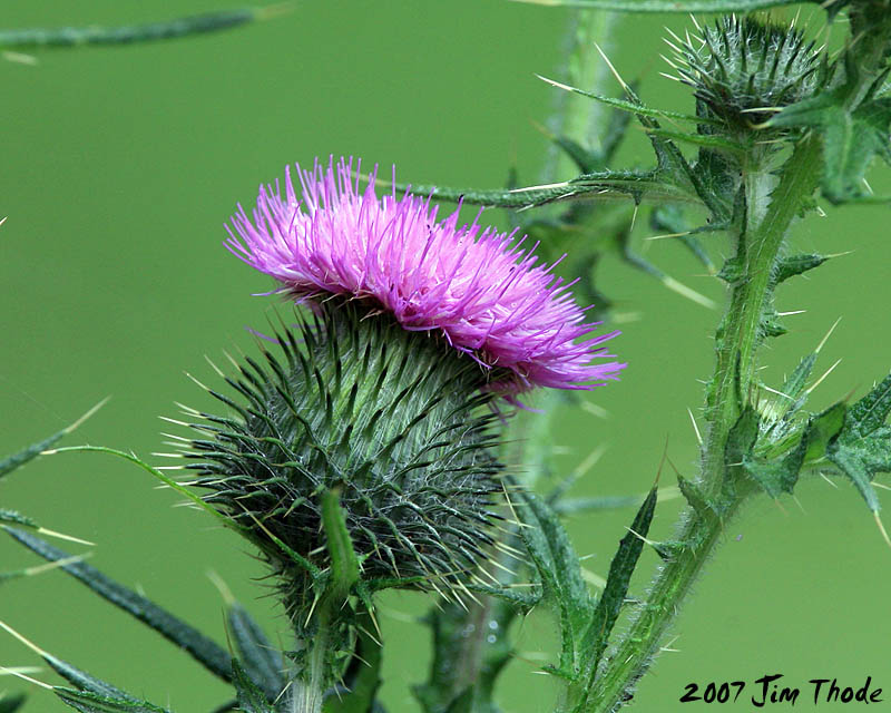 Bull Thistle  -  Noxious