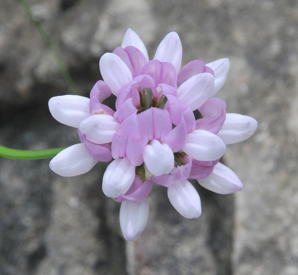 Delicate Firework