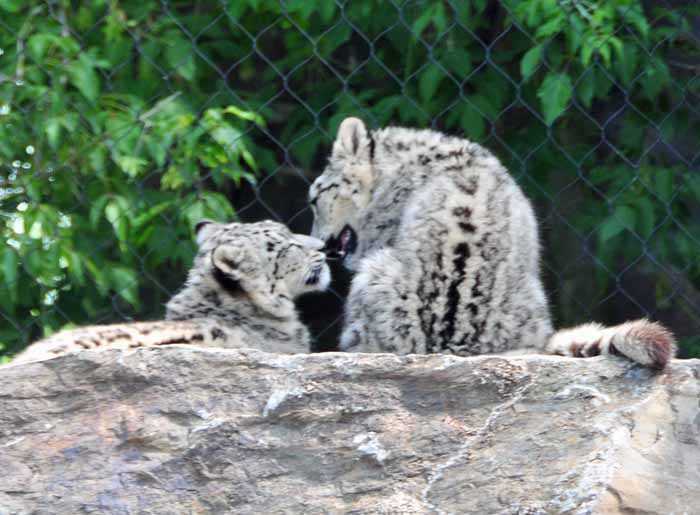 Fuzzy Photo of Fuzzy Friends