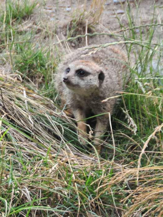 Meerkat!