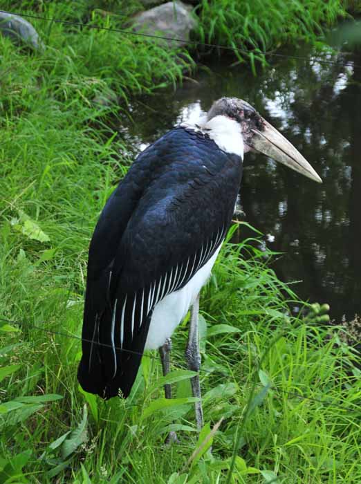 Not A Pretty Stork