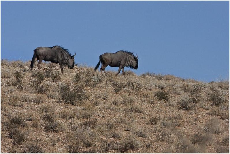 Blue Wildebeest on dune