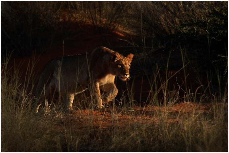 Stalking Lion