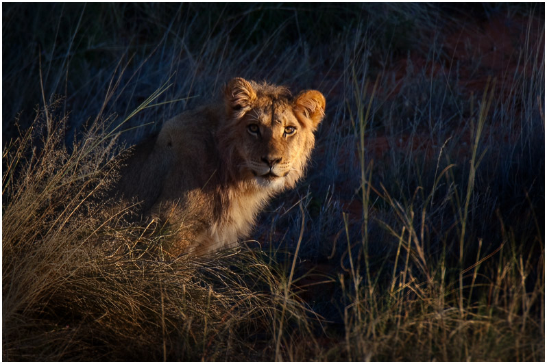 Inquisitive Lion