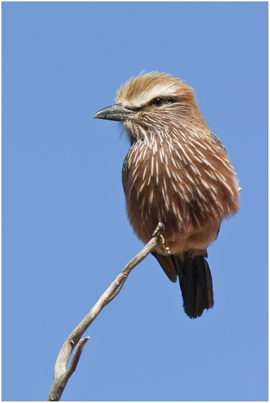 Purple Roller