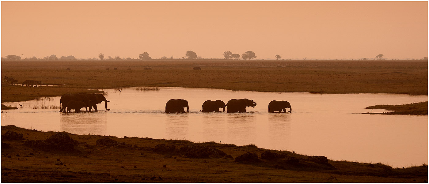 Elephants crossing Chobe river