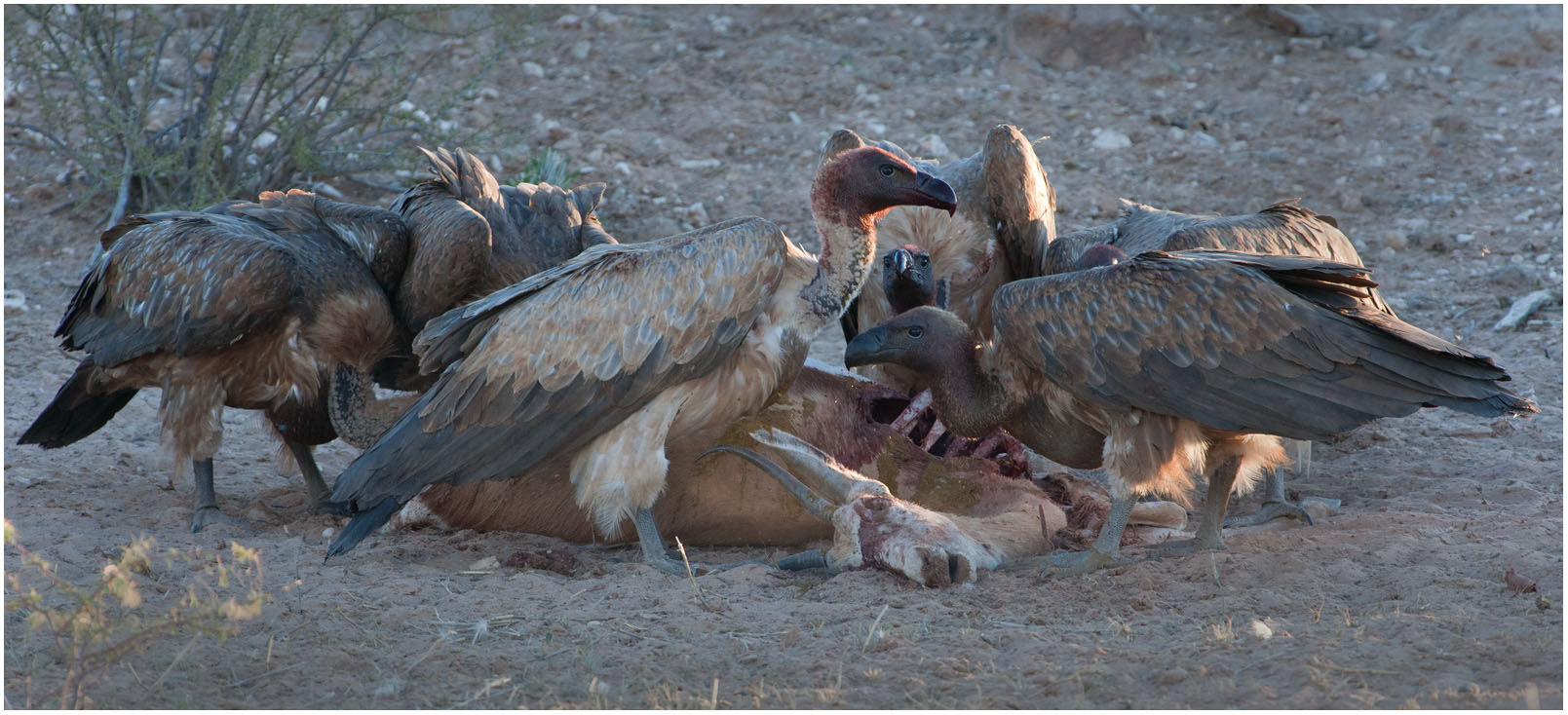 Vultures on kill