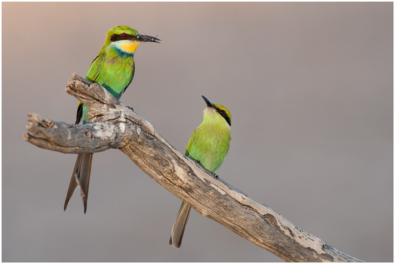 Swallowtailed Bee-eaters