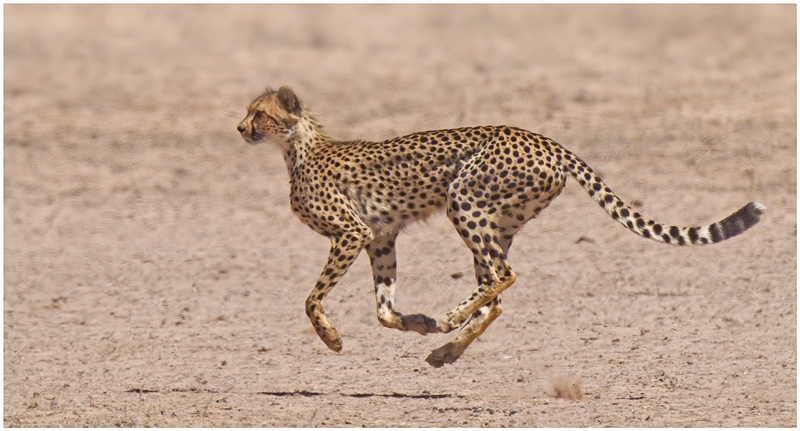 Airborne Cheetah