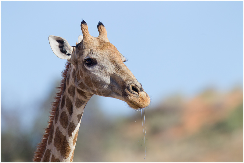 Giraffe portrait