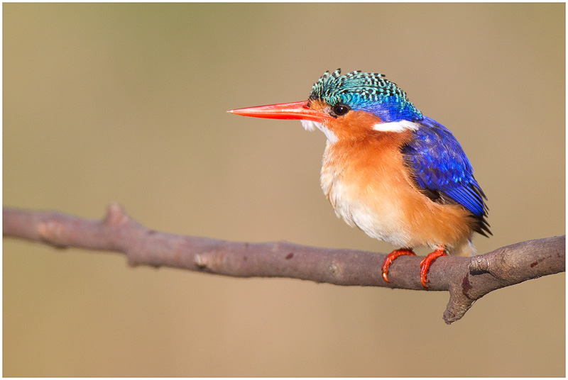 Malachite Kingfisher