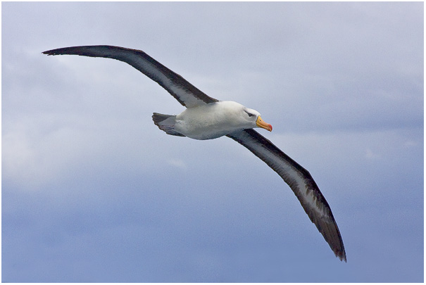 Black-browed Albatross