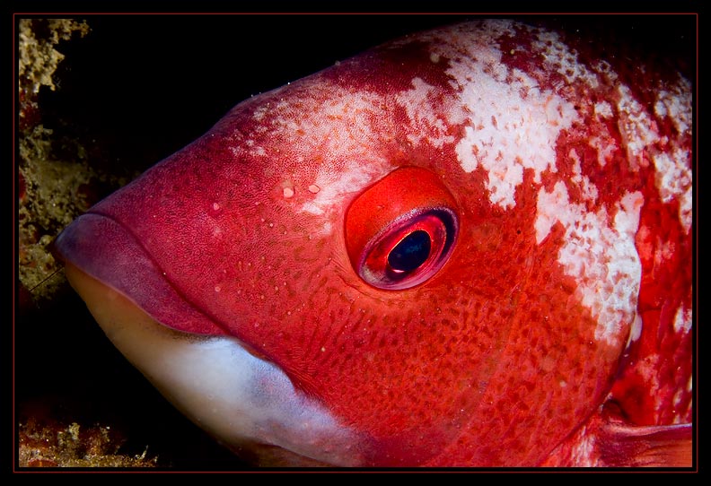  Sheepshead