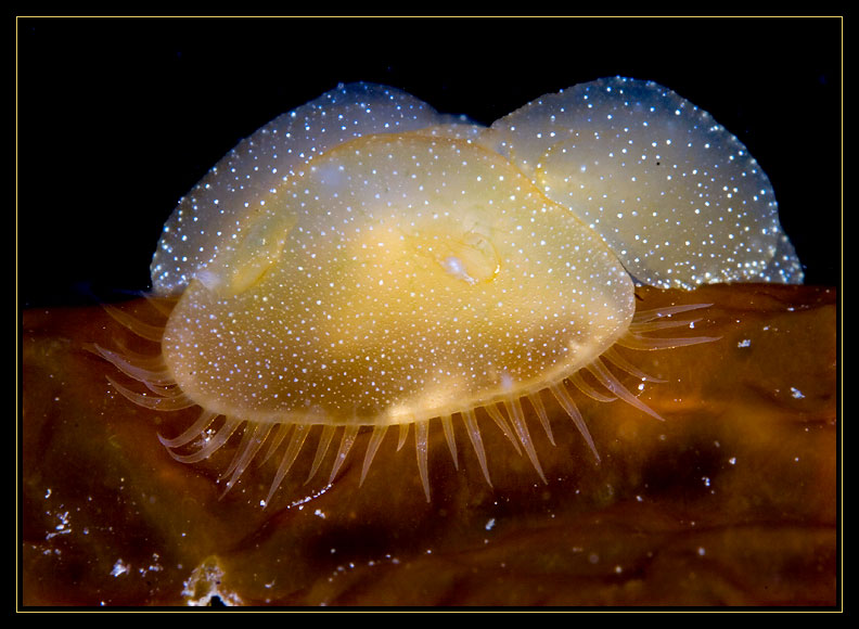 Melibe Leonina Lion Nudibranch