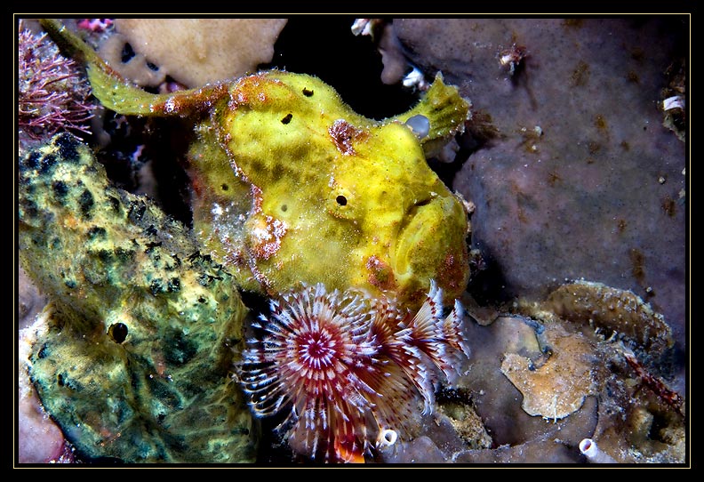 Frogfish under the Christmas Tree