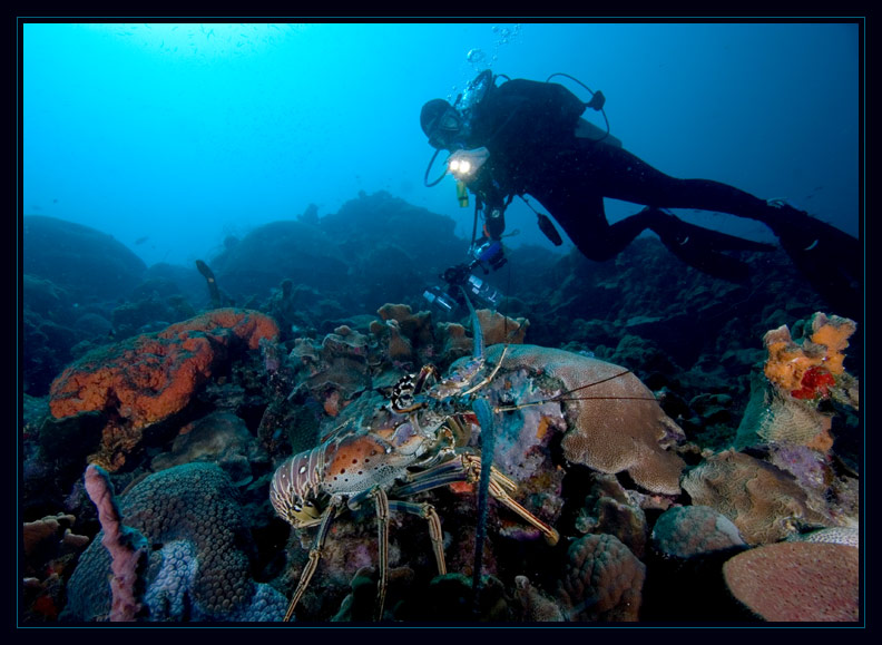  Caribbean Spiny Lobster