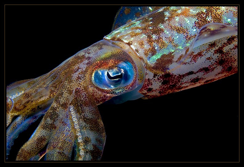 Iridescent Caribbean Reef Squid