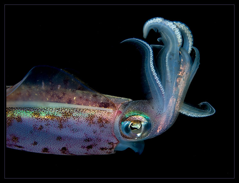 Fancy Squid Hairdo