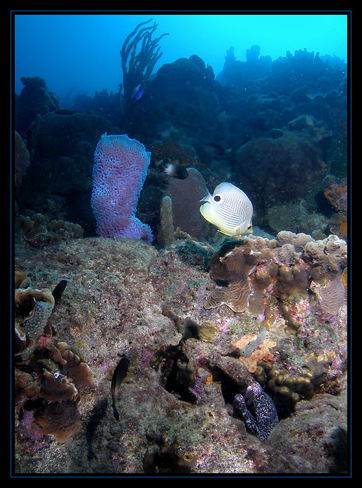  Azure Vase Sponge, Spotted Moray and a Foureye Butterflyfish