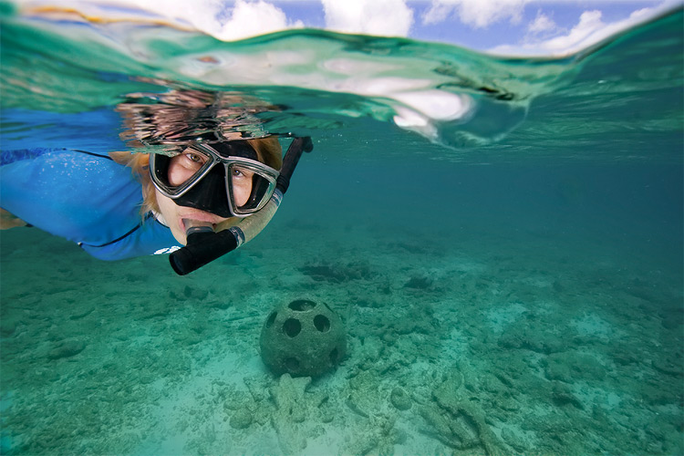 Snorkeling at the Sand Dollar Reef Balls