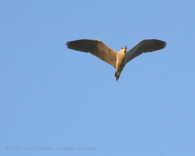 Black Crowned Night Heron