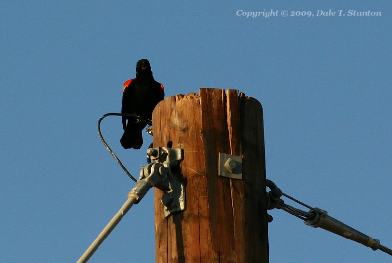 Red Winged Blackbird - IMG_3414.JPG