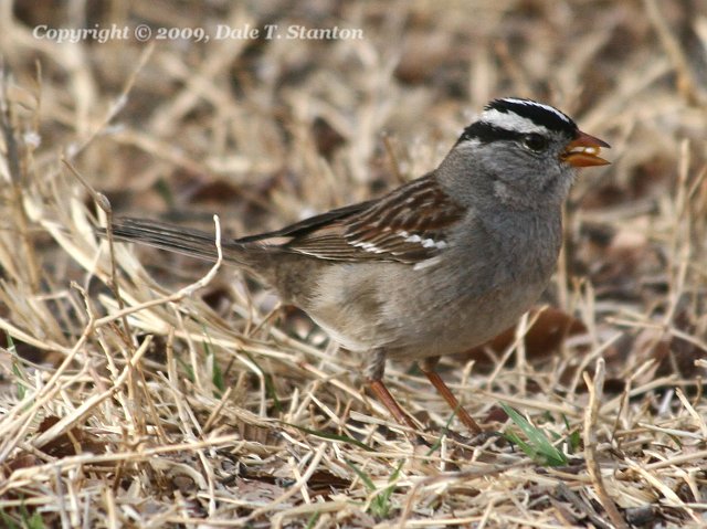 White-Crowned Sparrow - IMG_3979.JPG