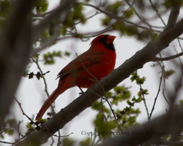 Cardinal - IMG_4056.jpg