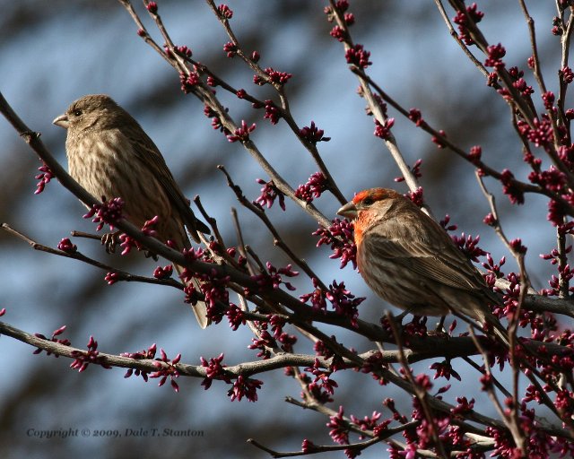 House Finches - IMG_4210.JPG