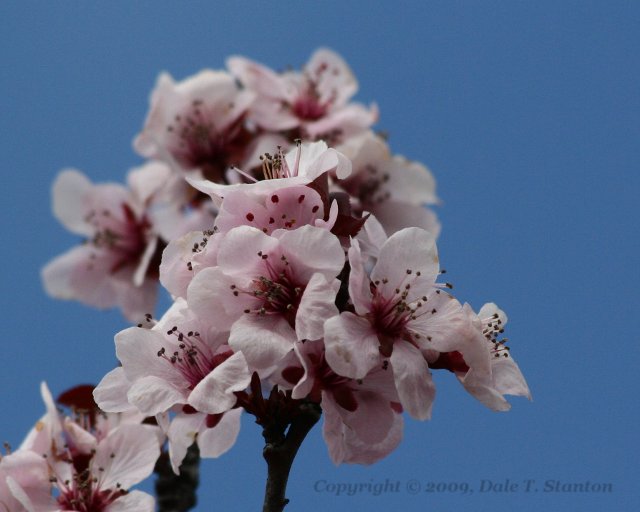 Blossoms - IMG_4121.JPG